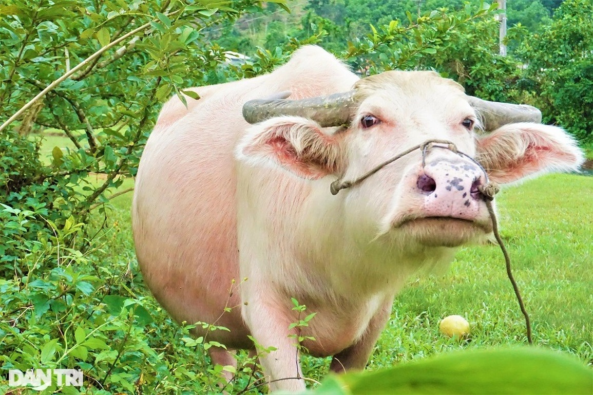 Lạ mắt với đàn trâu trắng muốt, mang lại cơ nghiệp sung túc cho chủ nuôi - 11 Lạ mắt với đàn trâu trắng muốt, mang lại cơ nghiệp sung túc cho chủ nuôi - 11