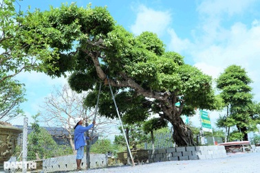 Chiêm ngưỡng cây sộp dáng rồng, lập kỷ lục châu Á.