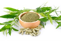 Chuyên gia y học cổ truyền làm sáng tỏ công dụng chữa bệnh của thảo dược Xuyên tâm liên