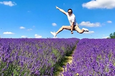 Cánh đồng hoa oải hương tĩnh lặng bỗng chật cứng khách du lịch