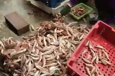 Cá đùi gà thực chất là cá nóc hay cá chuồn?