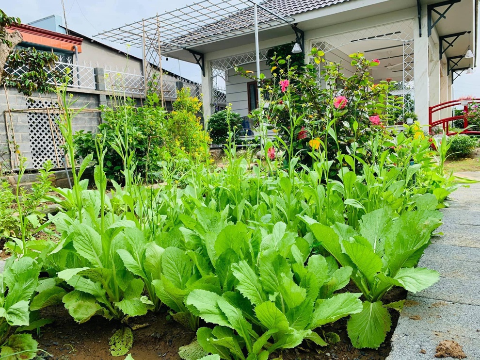 Vườn trồng rau, nuôi cá đẹp như tranh của người chồng tặng vợ ở Đồng Nai - 6 Vườn trồng rau, nuôi cá đẹp như tranh của người chồng tặng vợ ở Đồng Nai - 6
