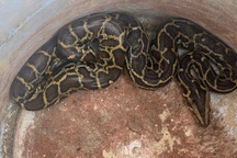 Trăn đất và rắn hổ mang cùng bò vào một nhà dân