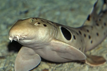 Cá mập biết đi trên cạn khiến các nhà khoa học cũng phải kinh ngạc