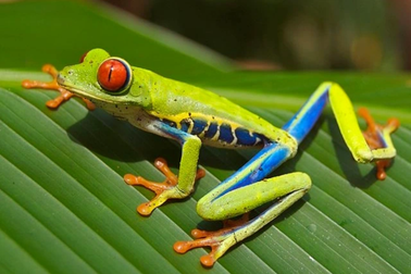 Vì sao khi ếch biến mất, chúng ta dễ bị ốm?