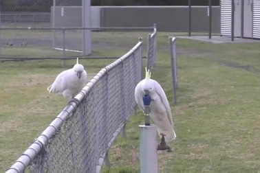 Vẹt thành thạo bật vòi nước uống trong công viên