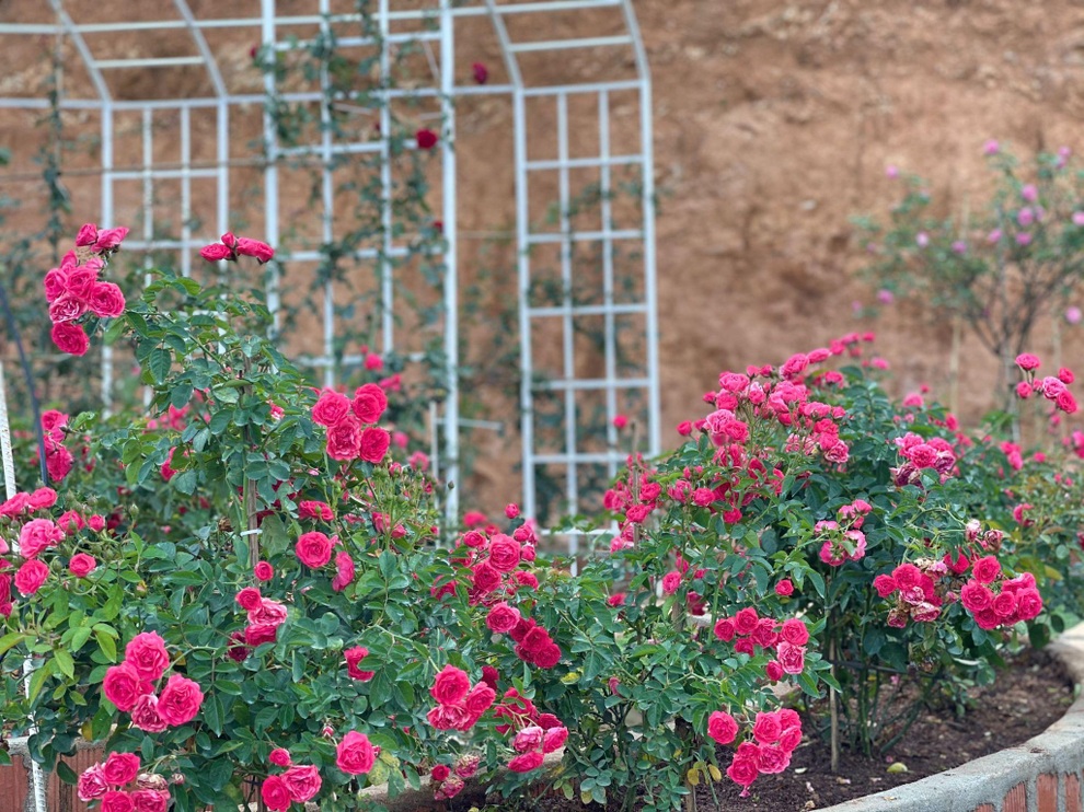 9X Đắk Lắk đánh liều bán ô tô, vay tiền thuê đất, làm vườn hồng 10.000 gốc - 3