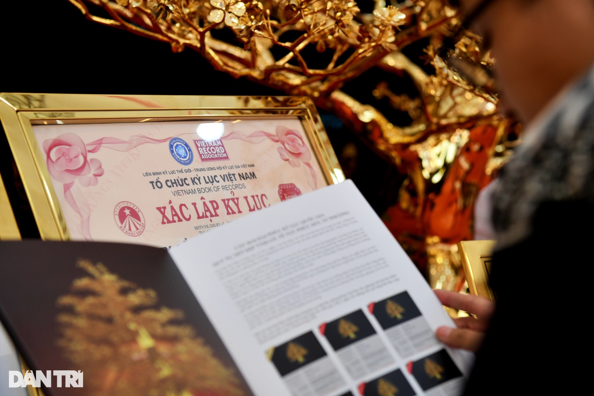 Cây mai mạ vàng lớn nhất Việt Nam được chào giá gần 6 tỷ đồng ở Hà Nội - 5 Cây mai mạ vàng lớn nhất Việt Nam được chào giá gần 6 tỷ đồng ở Hà Nội - 5