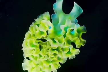 Vẻ ngoài tuyệt đẹp của loài sên biển rau diếp