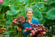 Vợ chồng U60 "đút túi" hàng chục triệu đồng mỗi vụ nhờ trồng sen