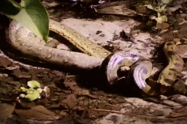 Kinh hoàng cảnh rắn lớn châu Mỹ “săn” và nuốt sống cá sâu