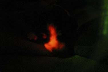 Hàn Quốc tuyên bố nhân bản được chó phát sáng