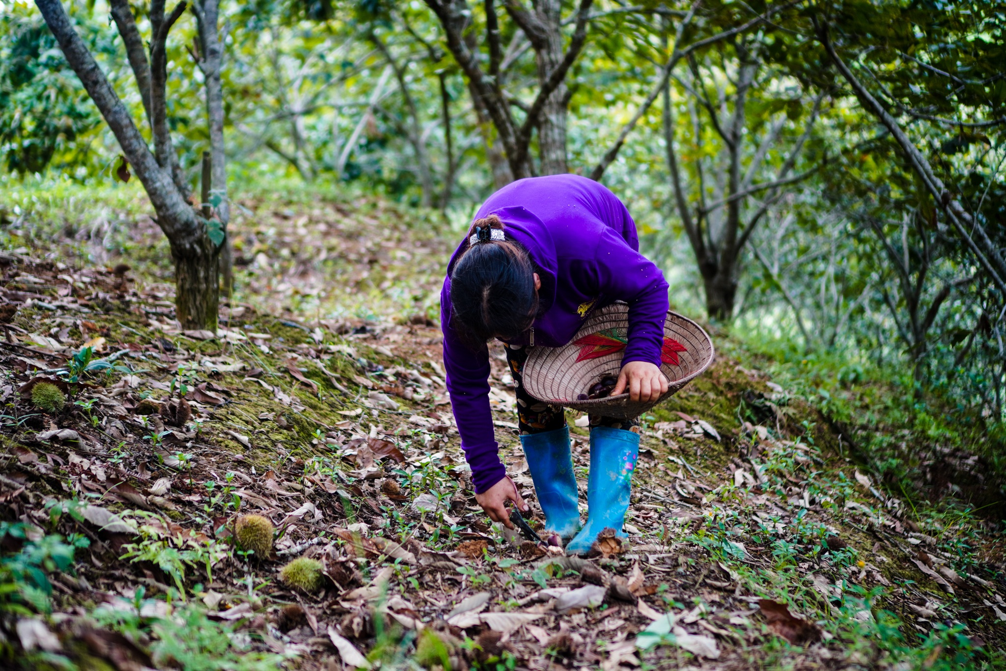 Người dân Hà Nội ùn ùn đi nhặt hạt dẻ rừng - 2