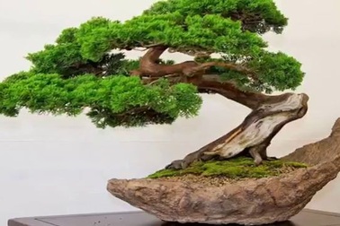 Những cây bonsai đẹp nhất mọi thời đại