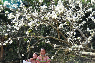 Hoa mận đồng loạt nở sớm do biến đổi thời tiết
