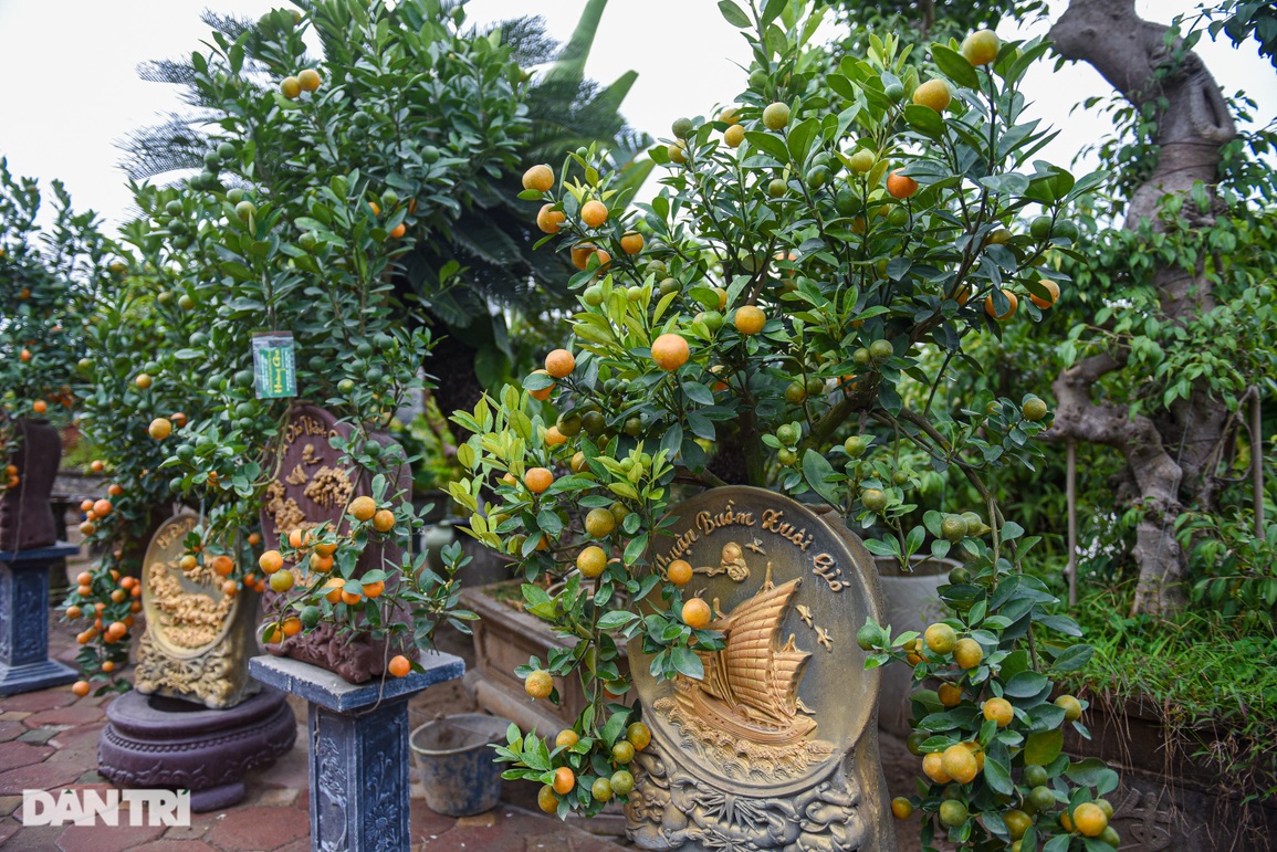 Độc đáo quất bonsai thuận buồm xuôi gió - 1 Độc đáo quất bonsai thuận buồm xuôi gió - 1