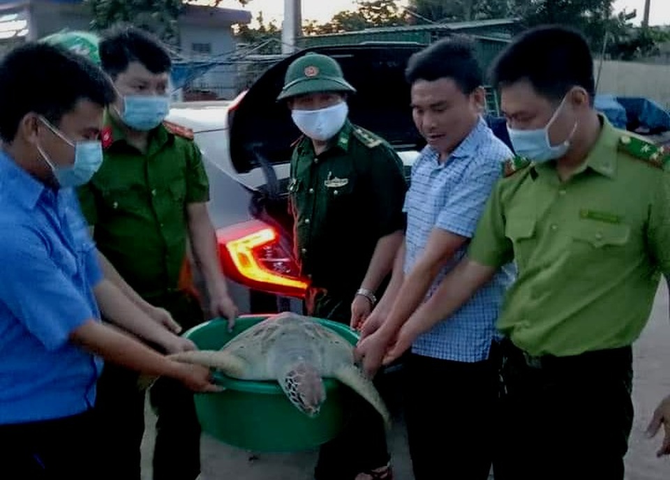 Rùa quý hiếm nặng hơn 80 kg mắc lưới ngư dân - 1 Rùa quý hiếm nặng hơn 80 kg mắc lưới ngư dân - 1