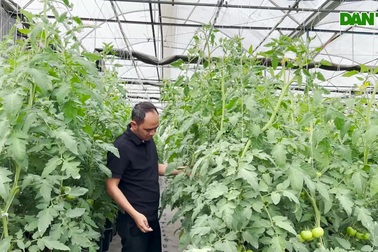 Thạc sĩ về vườn trồng rau thu hàng trăm triệu đồng