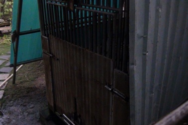 Bé trai bị gấu nuôi cắn đứt lìa tay