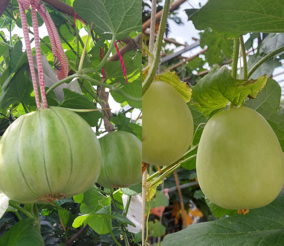 Tái chế đồ cũ, gia chủ Bình Dương làm vườn mái tôn chẳng thiếu gì - 6 Tái chế đồ cũ, gia chủ Bình Dương làm vườn mái tôn chẳng thiếu gì - 6