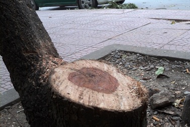 Hà Nội bán đấu giá gỗ sưa