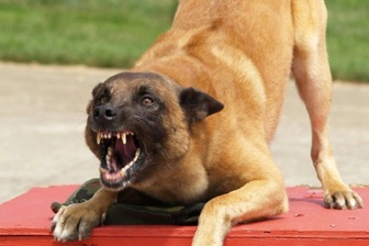 Bé gái bất ngờ bị chó tấn công vào vùng mặt ở TPHCM