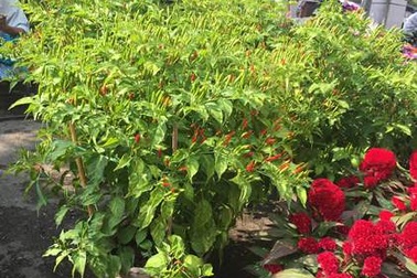 Độc, lạ kiểng đu đủ, cà chua, ớt, khế… "đọ dáng" trong hội chợ hoa Xuân