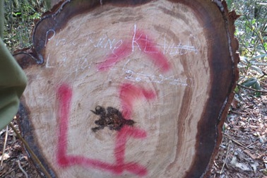 Truy tìm thủ phạm phá 50ha rừng pơ-mu đặc dụng