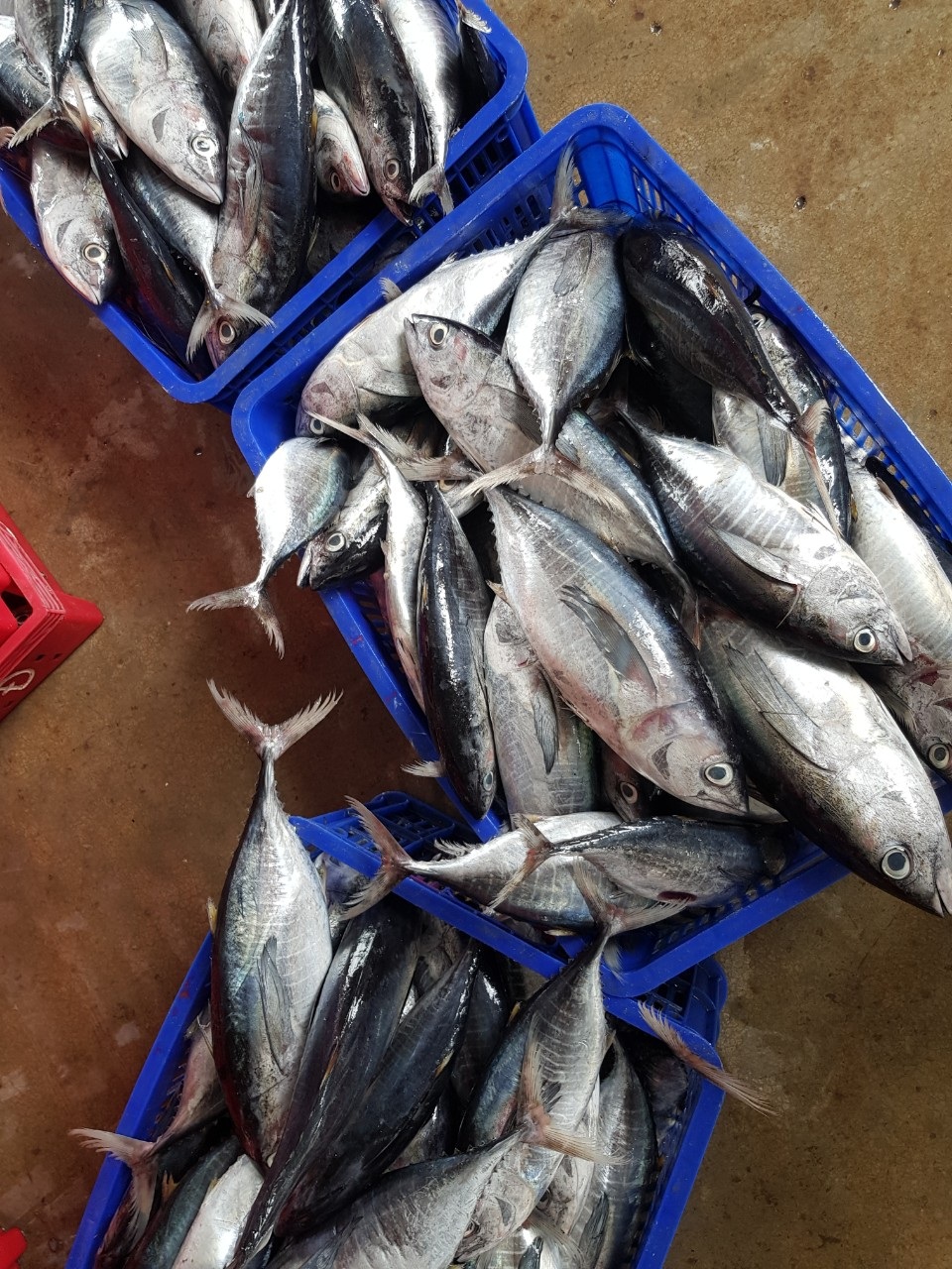 Ngư dân thu hàng chục triệu đồng sau mỗi chuyến đi biển - 2 Ngư dân thu hàng chục triệu đồng sau mỗi chuyến đi biển - 2