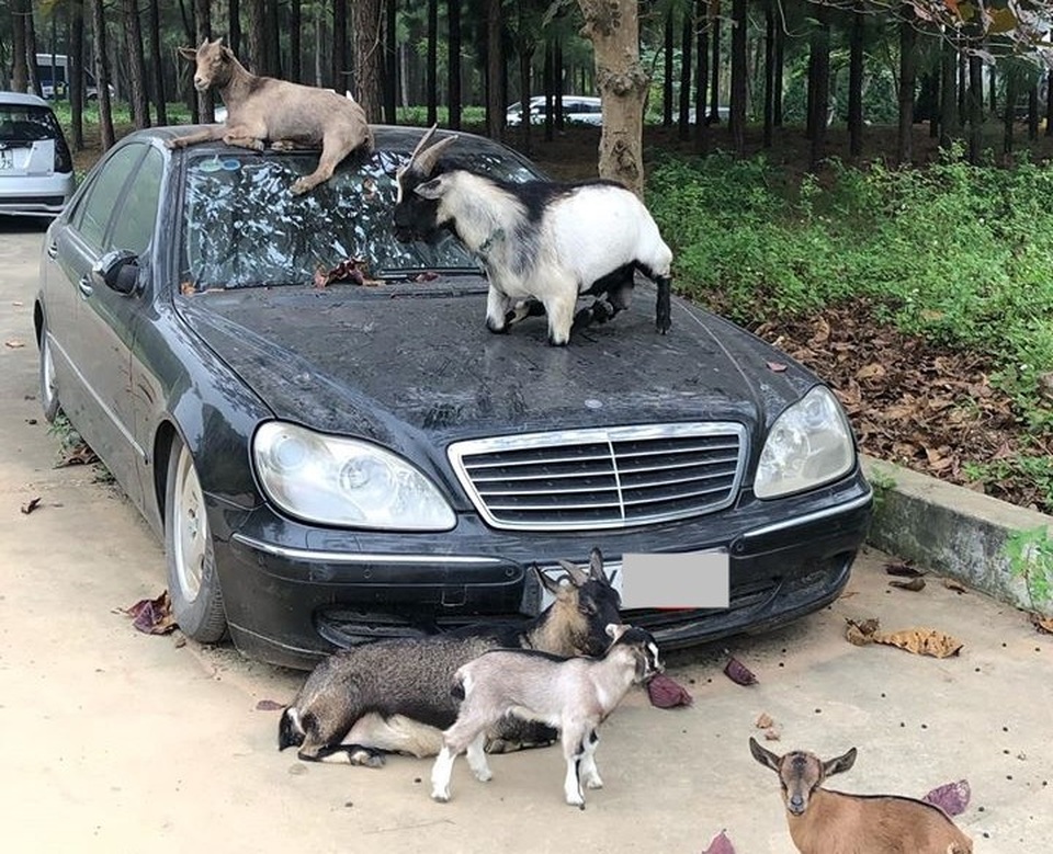 Xót xa nhìn loạt xe Mercedes-Benz đắt đỏ bị vứt xó ở Hà Nội - 1 Xót xa nhìn loạt xe Mercedes-Benz đắt đỏ bị vứt xó ở Hà Nội - 1