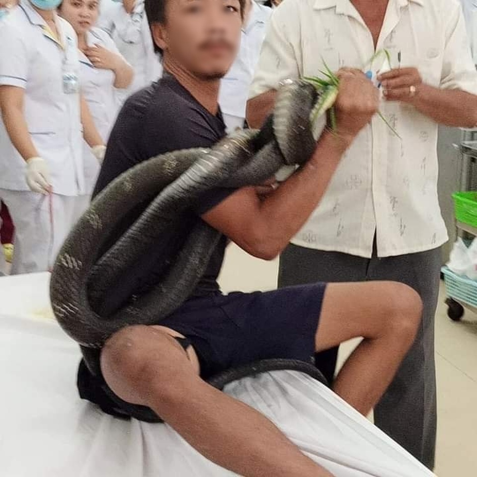 Bị rắn hổ chúa khủng cắn, người đàn ông ôm hung thủ nhập viện cấp cứu - 1 Bị rắn hổ chúa khủng cắn, người đàn ông ôm hung thủ nhập viện cấp cứu - 1