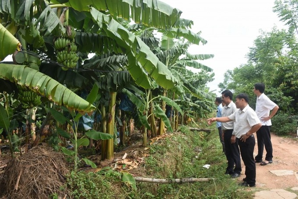 Lão nông thu tiền tỷ nhờ trồng chuối tiêu hồng - 1 Lão nông thu tiền tỷ nhờ trồng chuối tiêu hồng - 1