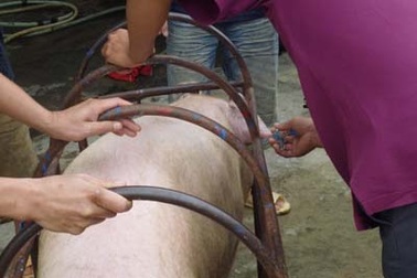 Kinh hoàng thịt lợn tiêm thuốc an thần