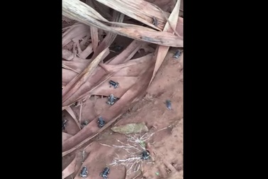 Sự thật sau clip "ễnh ương tháo chạy" báo nguy cơ động đất