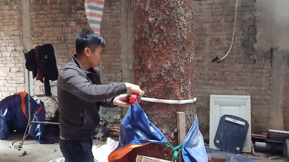 Chuỗi ngày không ngủ của ông chủ ngôi nhà gỗ 30 tỷ vừa tậu cặp cây khủng - 6 Chuỗi ngày không ngủ của ông chủ ngôi nhà gỗ 30 tỷ vừa tậu cặp cây khủng - 6