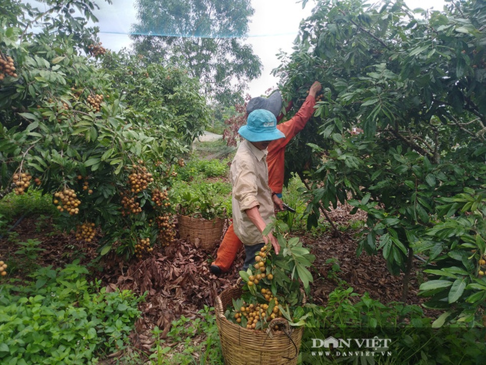 Giá nhãn, giá thanh long chỉ bằng bó rau muống, bán 3 tấn được 10 triệu đồng, nông dân suy sụp - 1 Giá nhãn, giá thanh long chỉ bằng bó rau muống, bán 3 tấn được 10 triệu đồng, nông dân suy sụp - 1