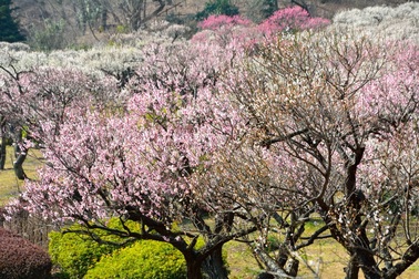 Visa đến Nhật dễ dàng hơn bao giờ hết