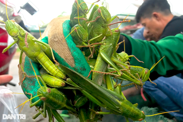 Chợ "tôm bay" hàng tuyển, ngoại cỡ ở ngoại ô