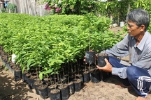 “Vương quốc” cây kiểng tất bật ươm giống sau đợt hạn, mặn