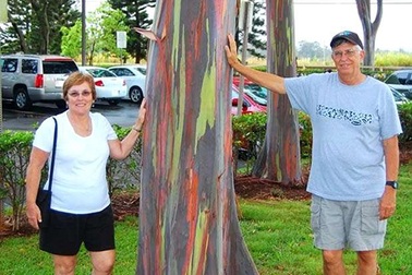 Gia tăng du khách tới Hawaii ngắm "cầu vồng trên cây"