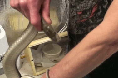 Người đàn ông thường để rắn độc cắn vào người cách đây 12 năm giờ ra sao?