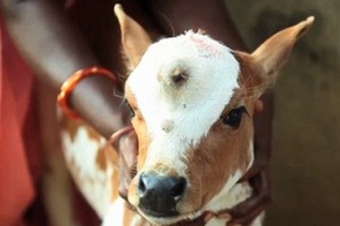 Chú bê 3 mắt được tôn thờ như “vị thánh” tại Ấn Độ