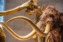 Voi ma mút khác voi hiện đại thế nào?