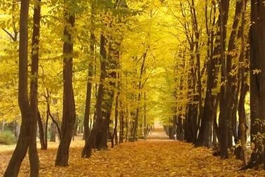 Rực vàng sắc thu tuyệt đẹp ở Ba Lan 