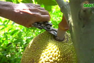 Trồng giống mít lạ hái quả không đủ bán, lão nông thu tiền tỷ