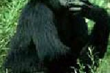 Vườn bách thú bắt đười ươi cai thuốc lá