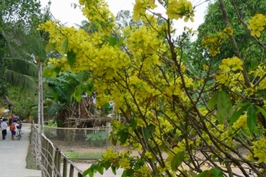 Mai rực vàng "đón tết" muộn