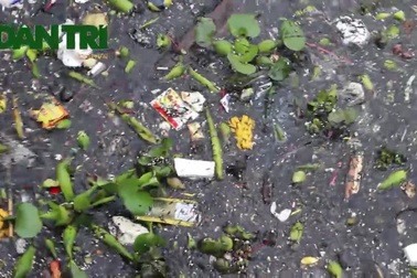 Hà Nội: Cá Hồ Tây chết nổi, người dân vẫn thản nhiên…xả rác