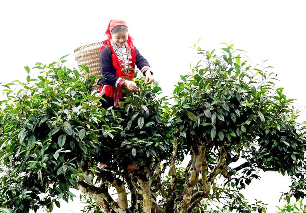 Chuyển đổi sinh kế gắn với sản xuất hàng hóa giúp người dân thoát nghèo - 1 Chuyển đổi sinh kế gắn với sản xuất hàng hóa giúp người dân thoát nghèo - 1