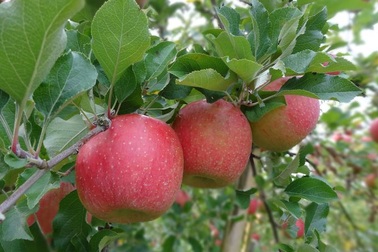 Intimex chính thức nhập táo tươi chính gốc Aomori